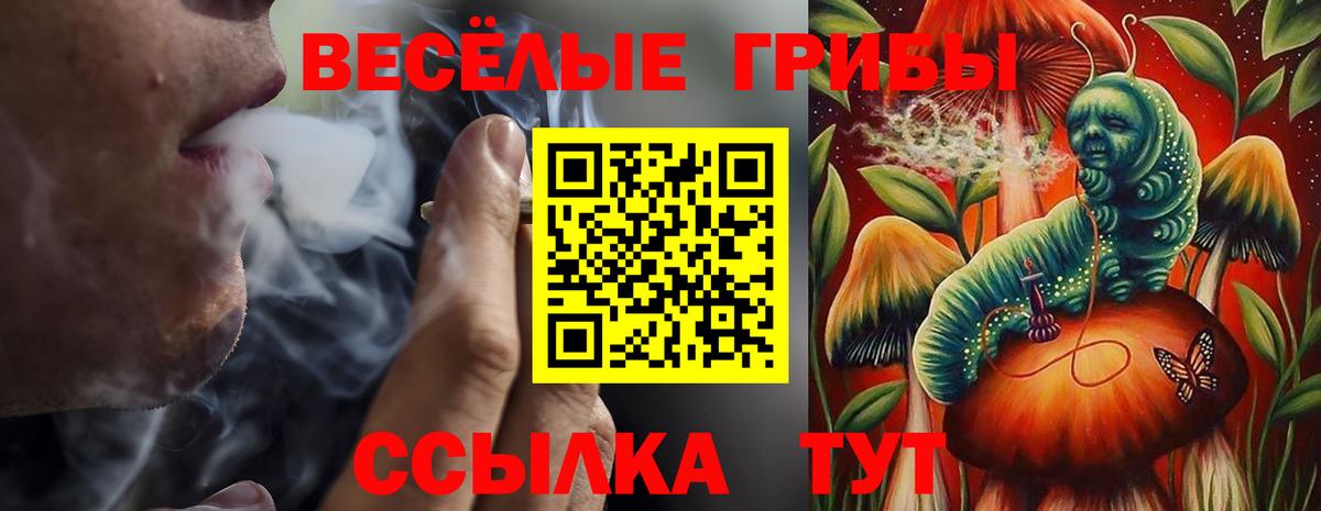 Псилоцибиновые грибы Psilocybe Каменск-Шахтинский